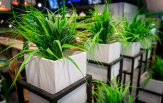 Potted Office Plants for Spring